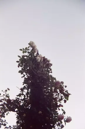 On Film 5